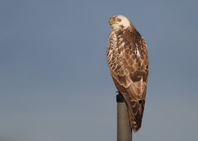 Buizerd - Buzzard