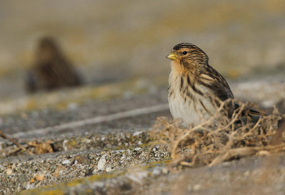 Frater - Twite