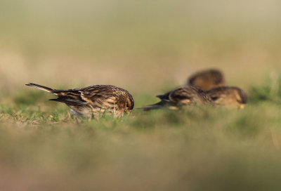 Frater - Twite