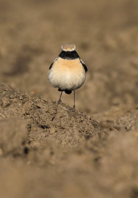 Woestijntapuit - Desert Wheatear (Burghsluis, NL)