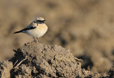 Woestijntapuit - Desert Wheatear (Burghsluis, NL)