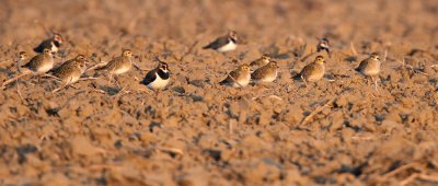 Goudplevier - Golden Plover