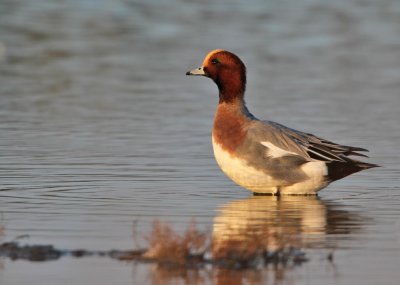 Smient - Wigeon