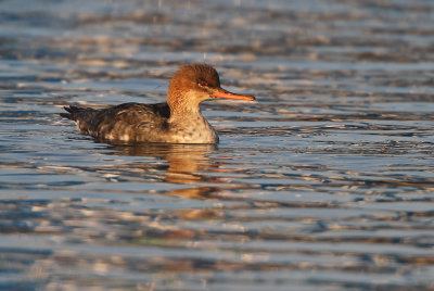 Middelste Zaagbek - Red-breasted Merganser