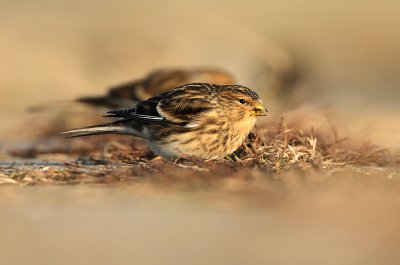 Frater - Twite