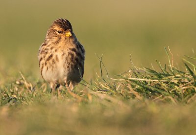 Frater - Twite