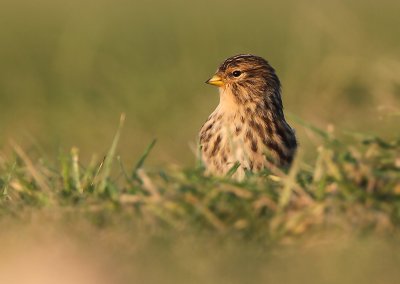 Twite