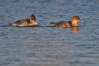 Middelste Zaagbek - Red-breasted Merganser