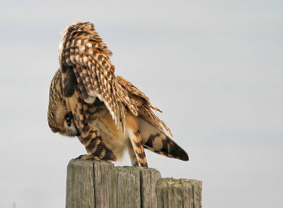 Velduil - Short-eared owl