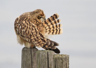 Velduil - Short-eared owl