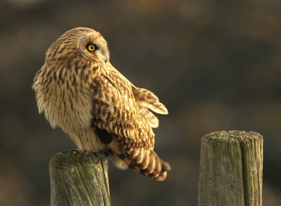 Velduil - Short-eared owl
