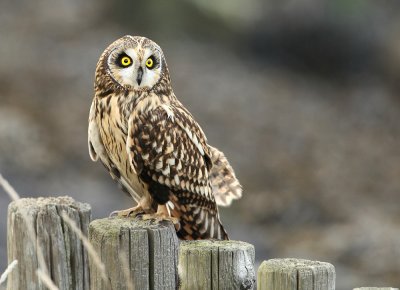 Velduil - Short-eared owl