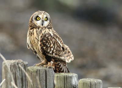 Velduil - Short-eared owl