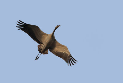 Kraanvogel - Crane