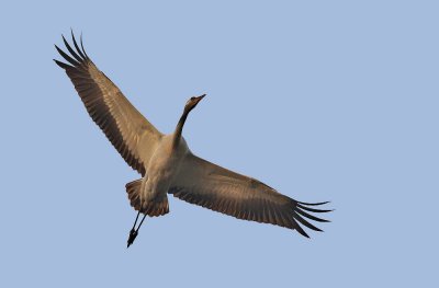 Kraanvogel - Crane