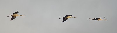 Kraanvogel - Crane