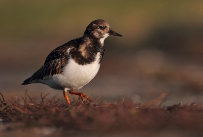 Steenloper - Turnstone