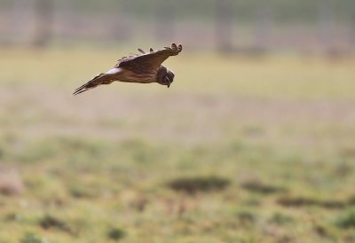 Blauwe Kiekendief - Hen Harrier (juv.)