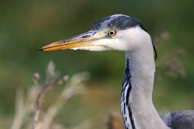 Blauwe Reiger - Grey Heron