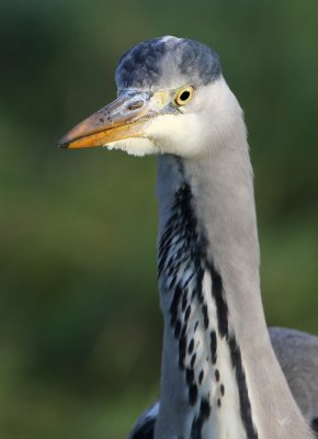 Blauwe Reiger - Grey Heron