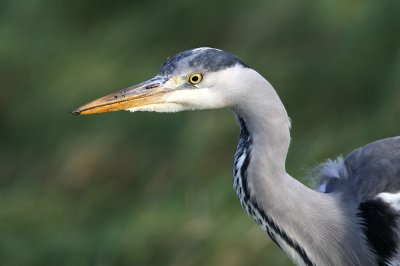 Blauwe Reiger - Grey Heron