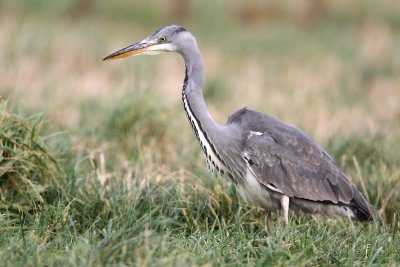 Blauwe Reiger - Grey Heron