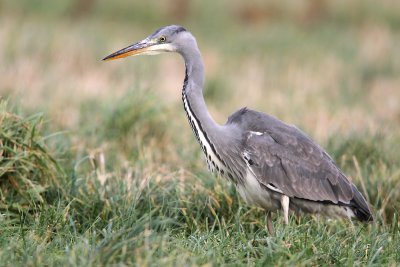 Blauwe Reiger - Grey Heron