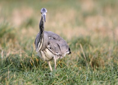 Blauwe Reiger - Grey Heron