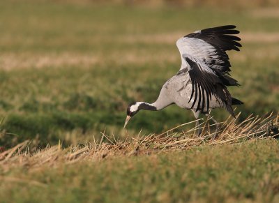 Kraanvogel - Crane (NL)