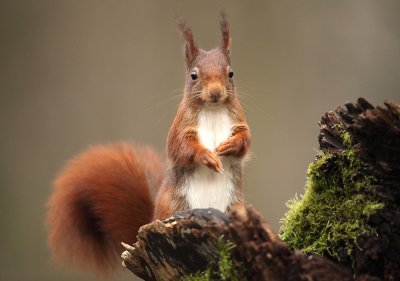 Eekhoorn - Red Squirrel