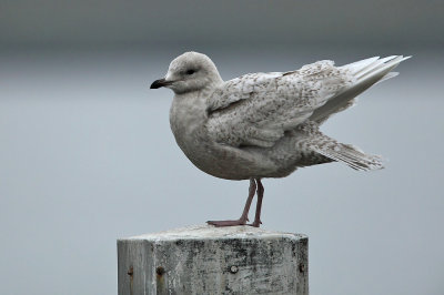 Kleine Burgemeester - Iceland Gull, buitenhaven Stellendam 09/01/2011