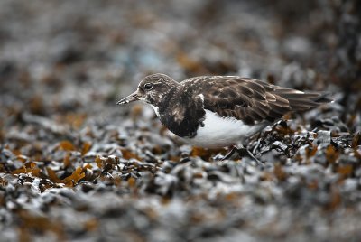 Steenloper - Turnstone