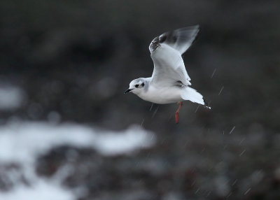 Dwergmeeuw - Little Gull