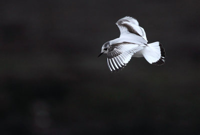 Dwergmeeuw - Little Gull