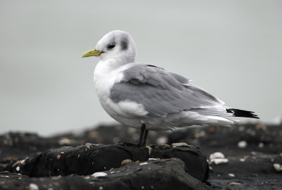 Drieteenmeeuw - Kittiwake