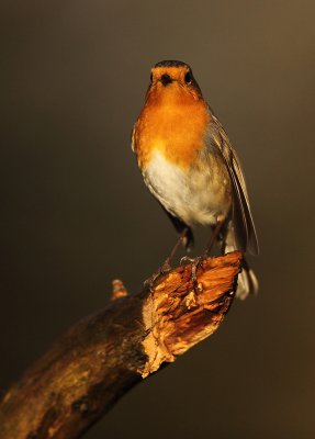 Roodborst - Robin