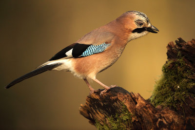 Gaai - Jay