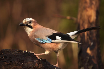 Gaai - Jay