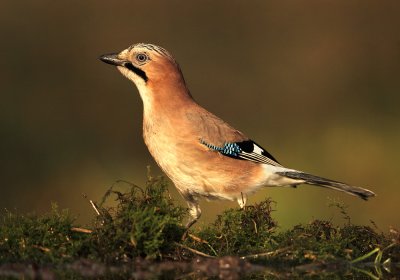 Gaai - Jay