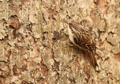 Boomkruiper - Short-toed Treecreeper