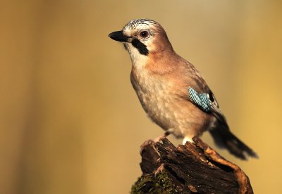 Gaai - Jay