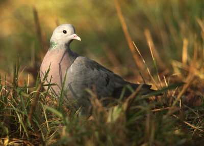 Holenduif - Stock Dove