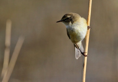 Tjiftjaf - Chiffchaff