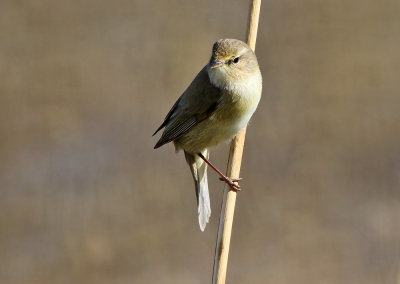 Tjiftjaf - Chiffchaff
