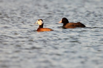 Witkopeend - White-headed Duck