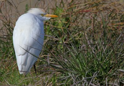 Koereiger - Cattle Egret