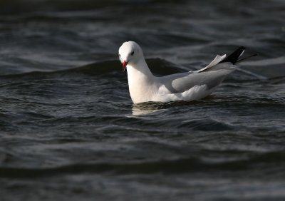 Dunbekmeeuw - Slender-billed Gull