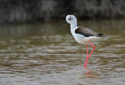 Steltkluut - Black-winged Stilt