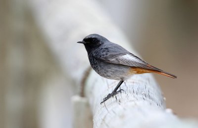 Zwarte Roodstaart - Black Redstart