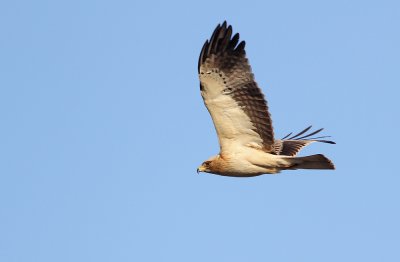 Dwergarend - Booted Eagle